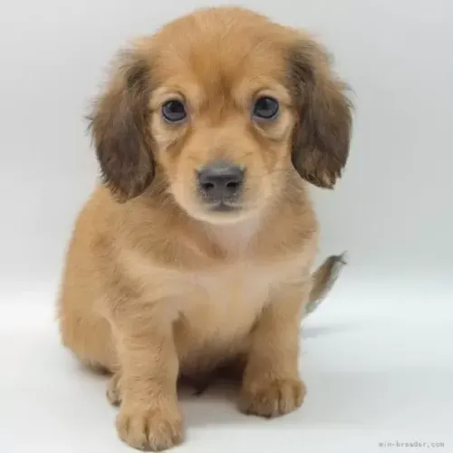 Cãozinho linhagem selecionada: Teckel/Dachshund/Salsicha/Salsichinha/Basset/Cofap