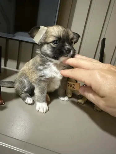 Vendo Filhotes dê chihuahua pelo longo ?