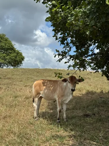 Mini boi