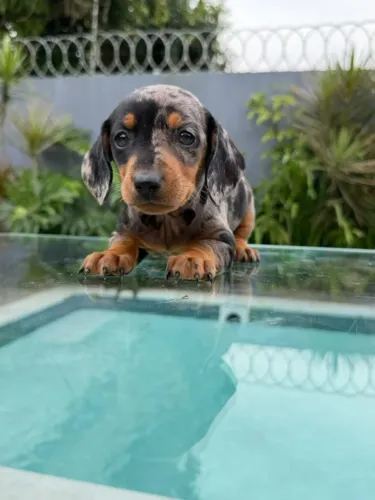 Mofadinho arlequim salsichinha dachshund
