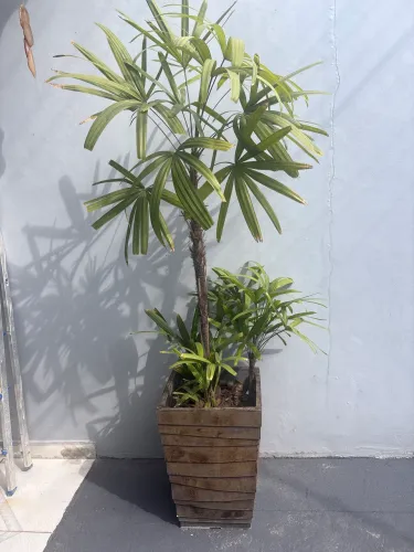 Plantas