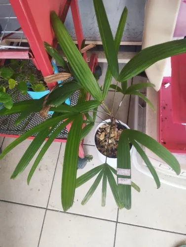 ? plantas: Palmeira Ráphia 