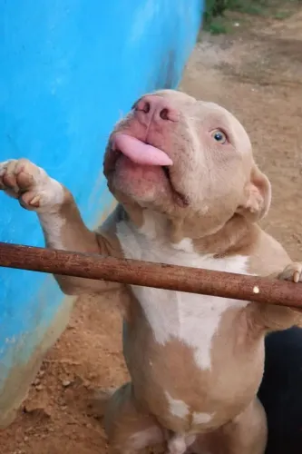 American Bully 