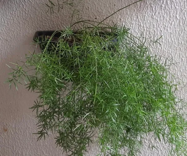 Folhagem Dinheirinho de parede <br>R$ 30,00