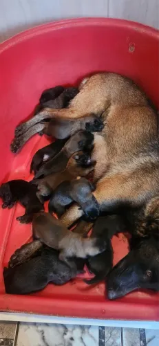 Pastor belga malinois