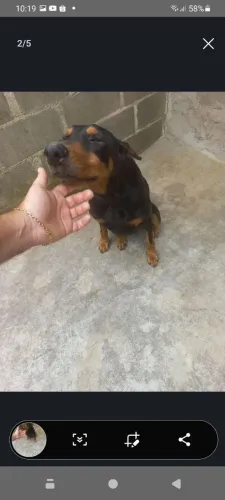 Filhotes de doberman
