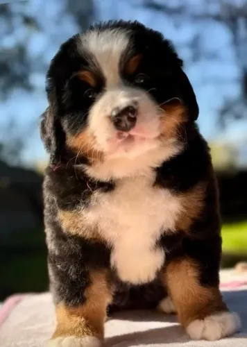Filhotes de Bernese | Carinho em cada lambida