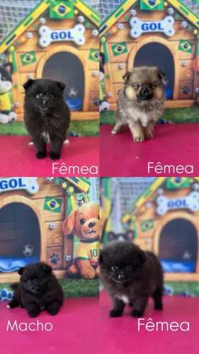 Filhotes de Sptiz alemão 