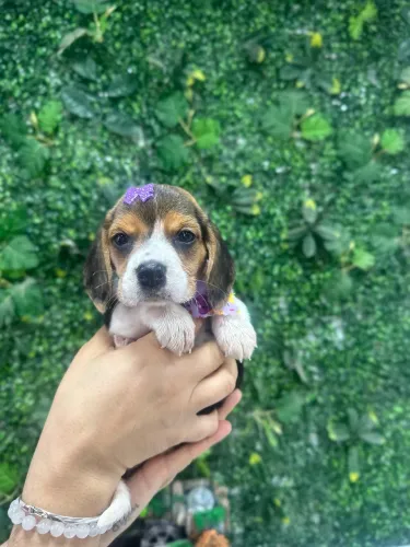 Filhote de Beagle amigo 