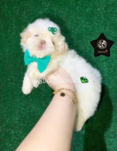 Filhote de Shih-Tzu macho, um boneco perfeito! Em 10X SEM JUROS.