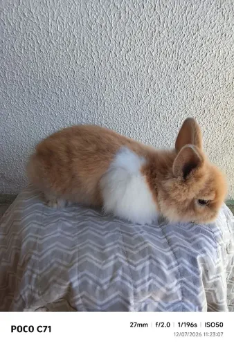 Vendo filhotes de coelho mini Lion