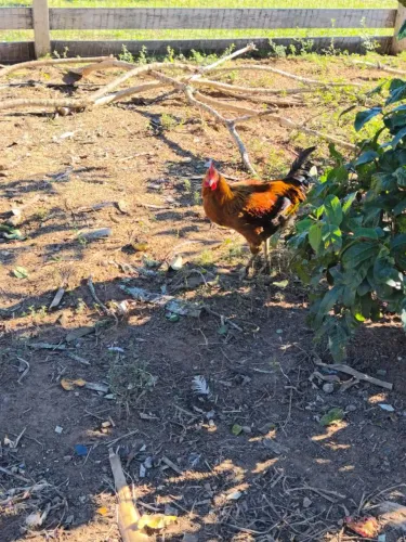 Galo vermelho 