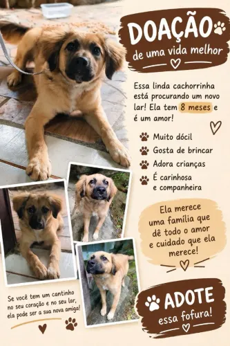 Adoção responsável