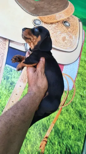 Basset mini puros passo cartão tenho macho e fêmea * 
