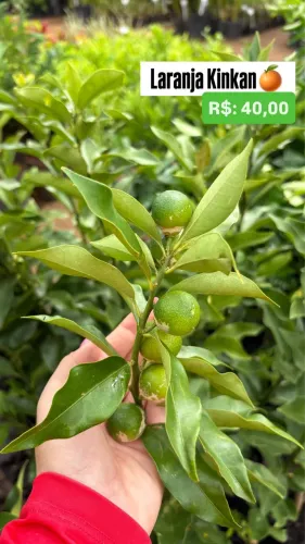 Muda de Laranja Kinkan