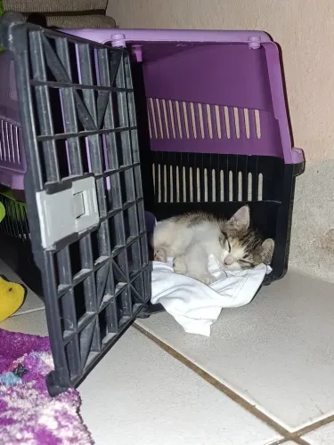 Gatinha para adoção responsável.