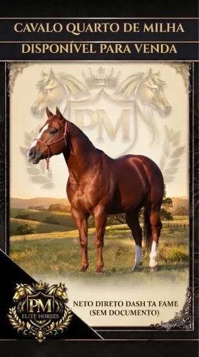 Cavalo Quarto de Milha Sem Registro 