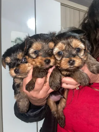 Yorkshire disponível fêmea 2.000 