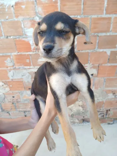 Doação de cachorro