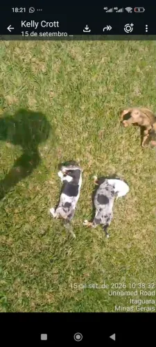 dachshund arlequim machinhos (salsichinha)