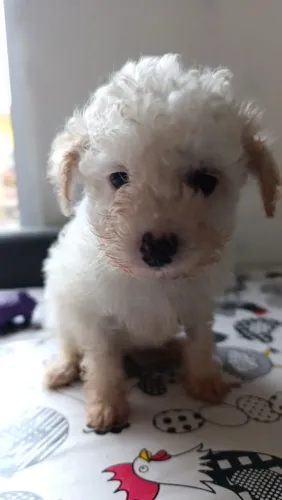 Vendo poodle macho com 2 meses valor 350 reais falar com Rosana contato *