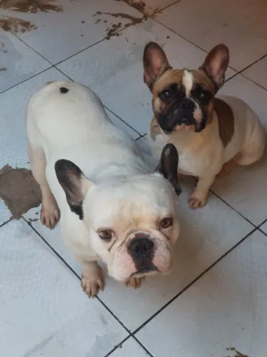 Casal de buldogue francês