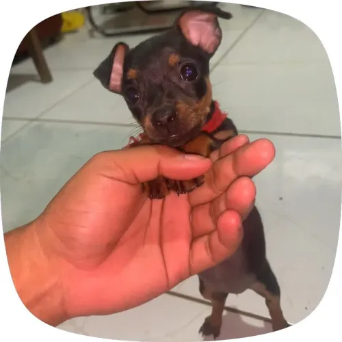 Pinscher fêmea disponível pequenina