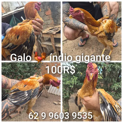 Galo índio 