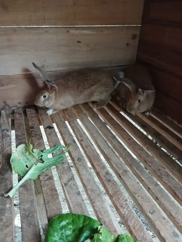 Vendo Coelhos gigante