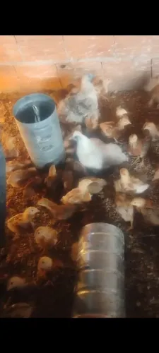Franguinhas Embrapa pura já pôde ser soutas 4 por 100 reais