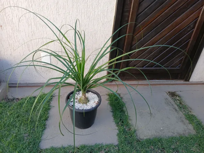 Planta Pata de Elefante. (Beucarnia recurvata) .