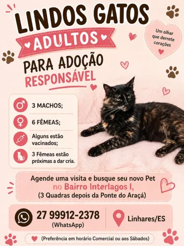 DOAÇÃO GATINHAS E GATINHOS