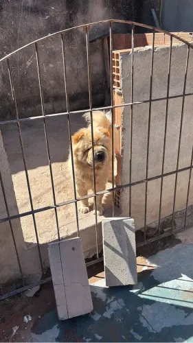 Adoção Chow Chow americano fêmea