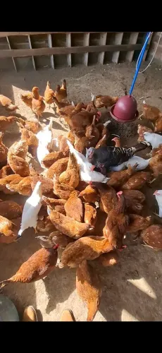 Galinha poedeira caipira