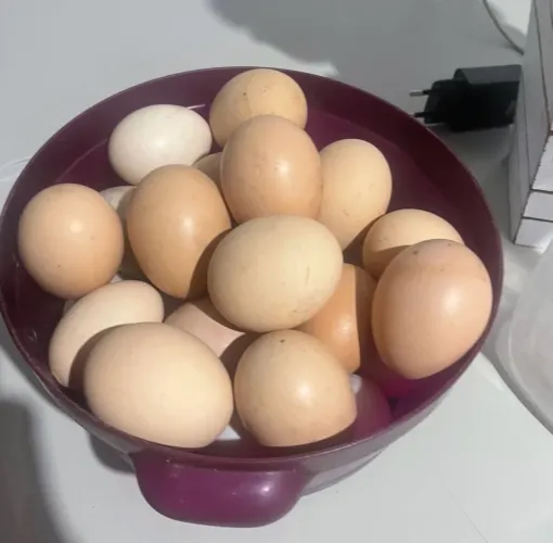 Ovos de galinha, pata e marreca