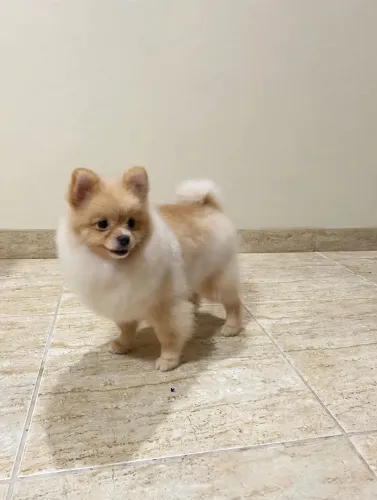 Spitz alemão