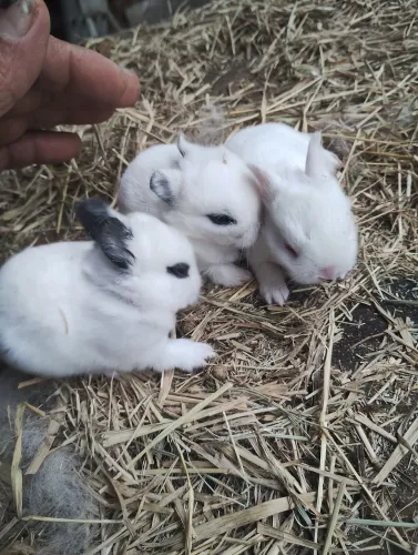 Lindos filhotes de mini coelhos
