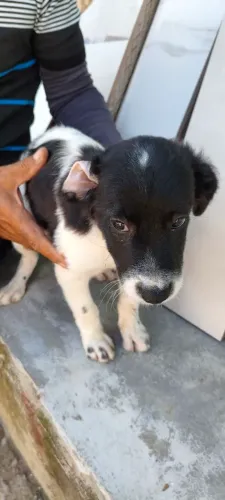Filhote de cachorro para adoção ?