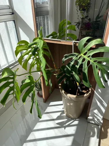 Planta Costela de Adão