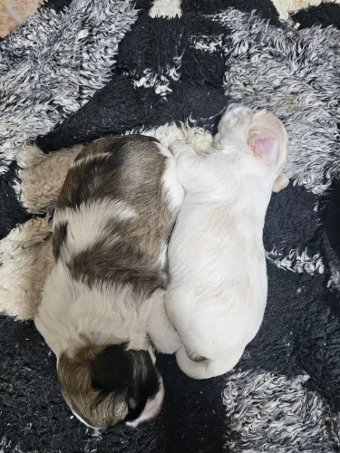 Lhasa Apso à venda