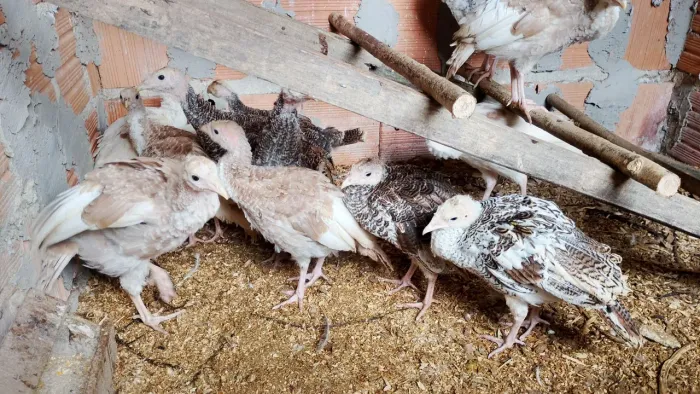 Vendo peruzinhos 