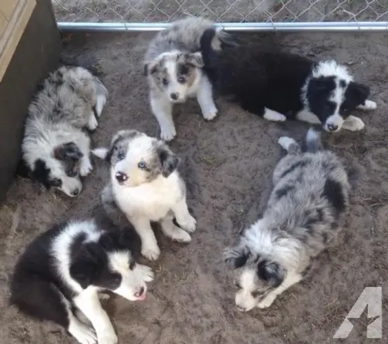 Lindos bebês de Border collie Merle 