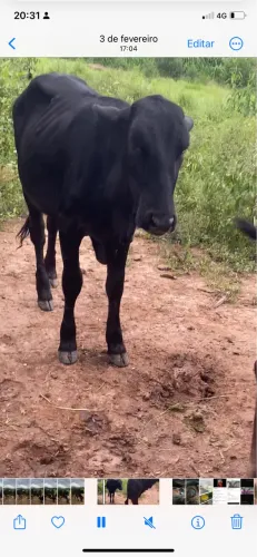 Vendo essa Bezerra girolanda 