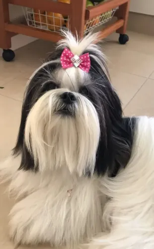 Vendo esta linda Fêmea, Shih Tzu Valor 1.200 aceito propostas