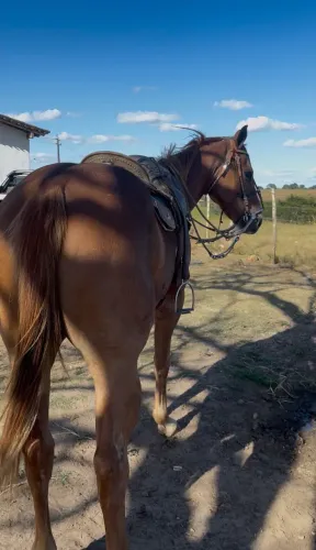 Cavalo de esquerda Puro