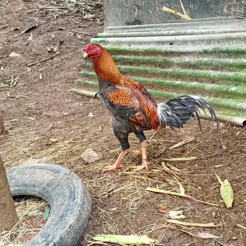 Galo