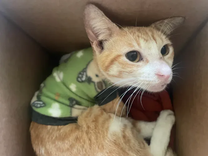Gatinho filhote laranja pra adoção 