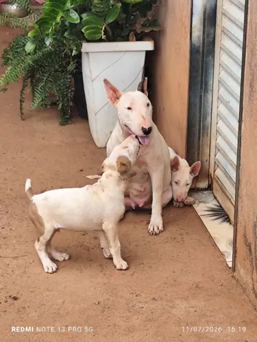 Vendo uma fêmea de bullterrie ja vacinada e vermefulgada 