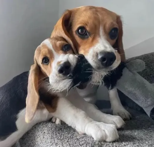 Filhotes de Beagle | Filhotes com charme único.