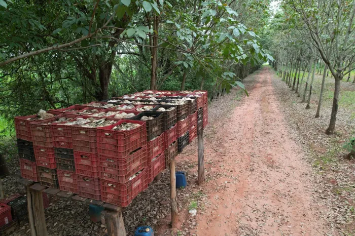 FAZENDA DE SERINGUEIRAS EM PRODUÇÃO - 46 HEC EM CAMPINA VERDE